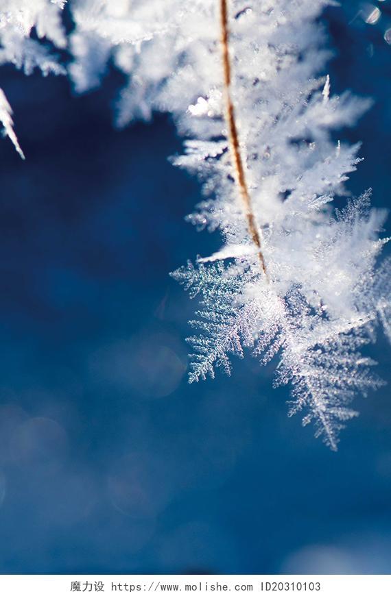 实拍冰冻树叶照片小寒大寒冬季海报蓝色背景素材